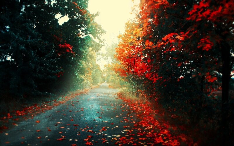 Autumn Road with Fallen Leaves — Red, Serene, Photograph, Trees, Path