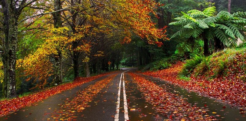 Autumn Road with Fallen Leaves — Red, Serene