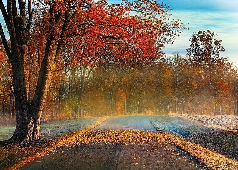 Autumn Road with Fallen Leaves — Red