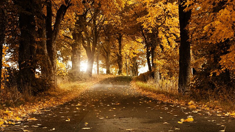 Autumn Road with Fallen Leaves — Serene