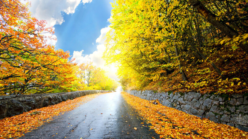 Autumn Road with Fallen Leaves — Yellow, Serene, Photograph, Trees, Stone Wall