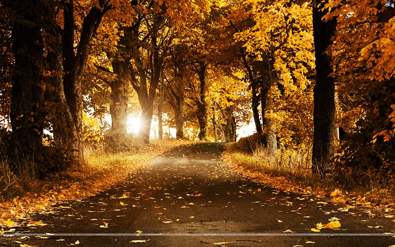 Autumn Road with Fallen Leaves — Yellow, Serene, Photograph, Trees, Sunlight