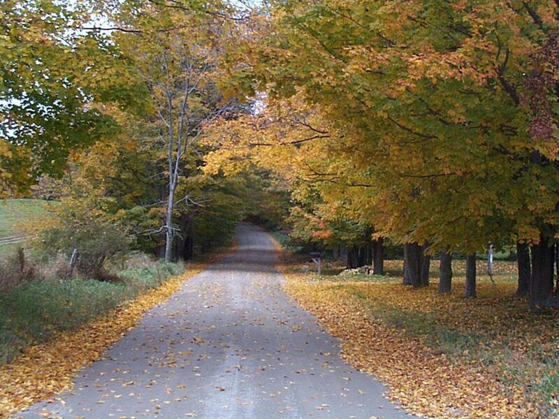 Autumn Road with Fallen Leaves — Yellow, Serene