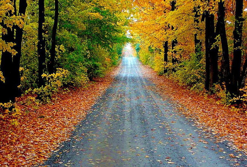 Autumn Road with Fallen Leaves — Yellow
