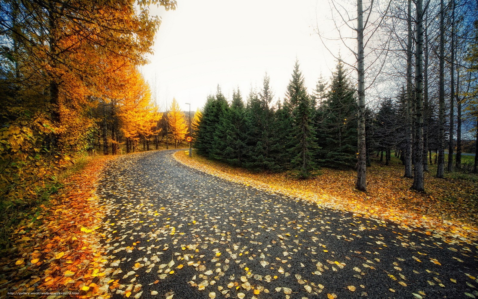 Autumn road with fallen leaves