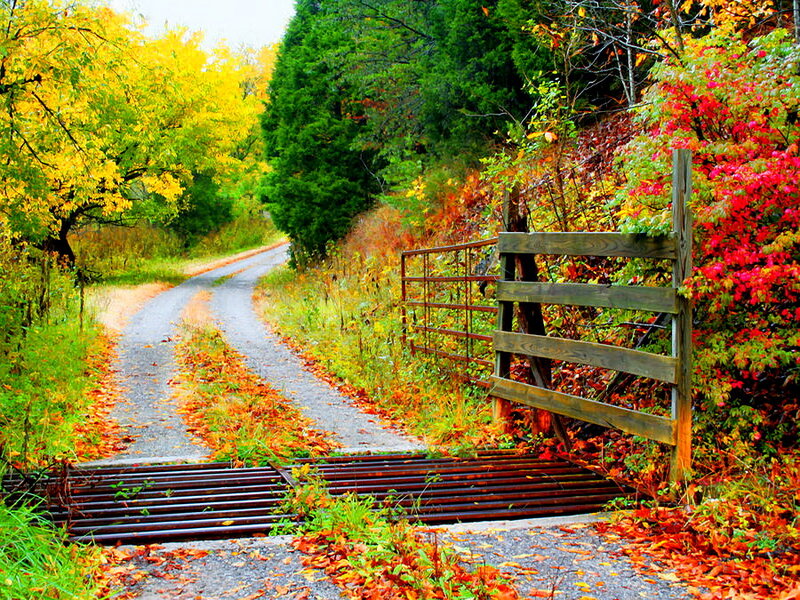 Autumn Road with Gate
