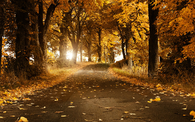 Autumn road with golden leaves