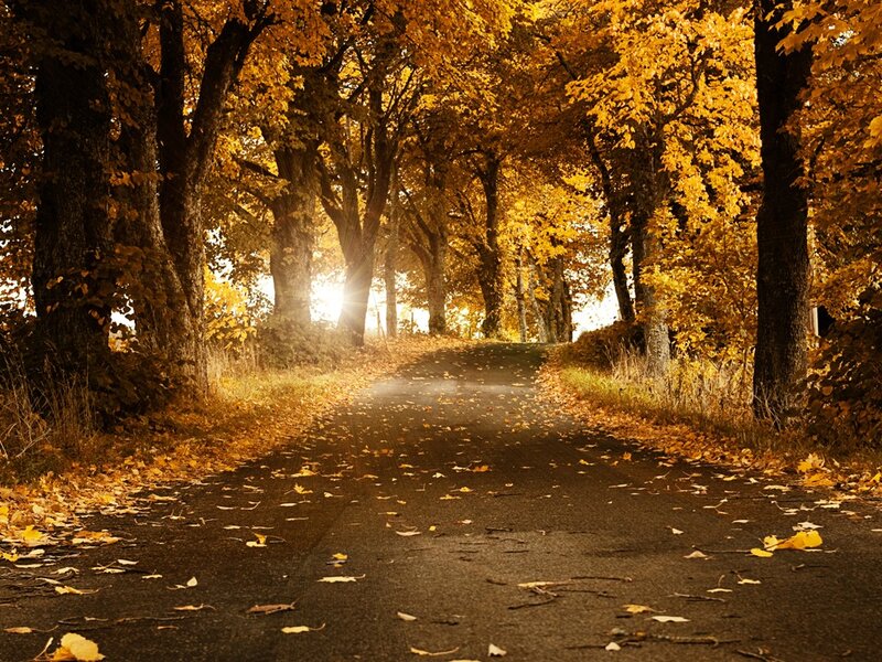 Autumn road with golden leaves