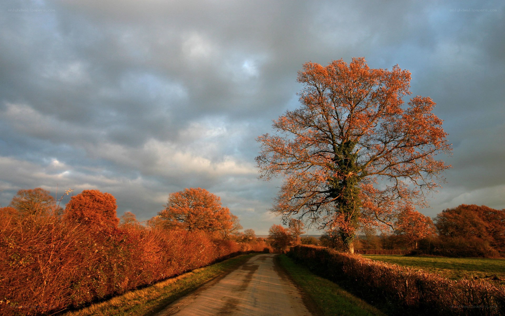 Autumn road with golden tree