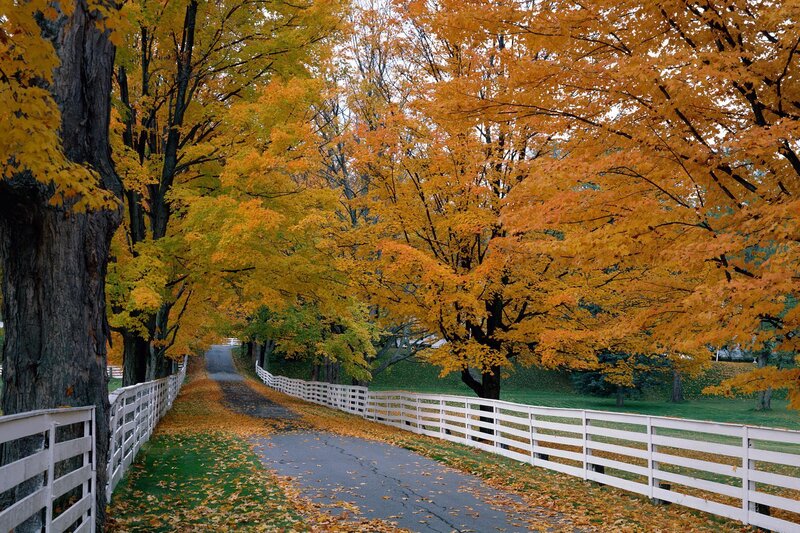 Autumn road with golden trees