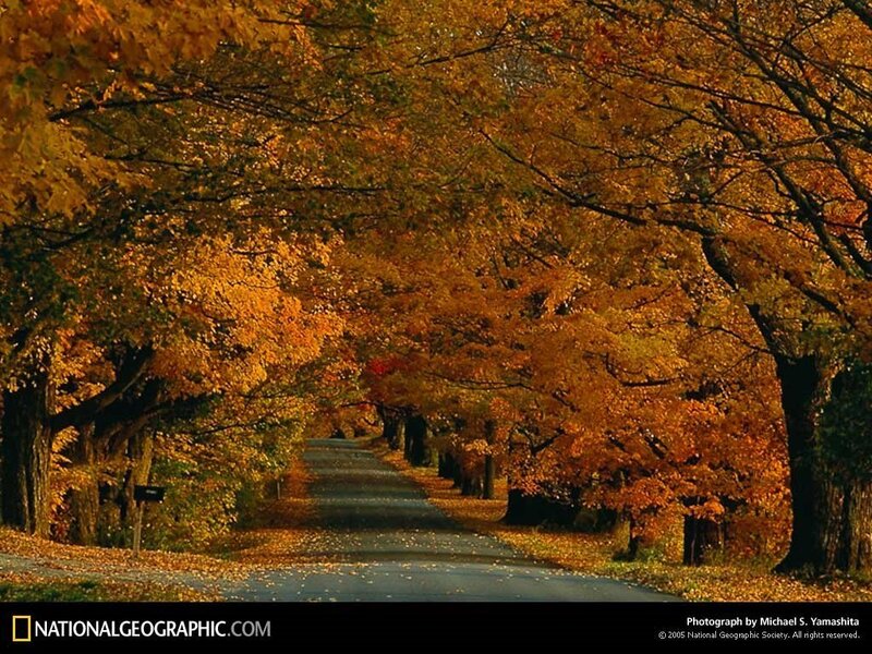 Autumn road with golden trees