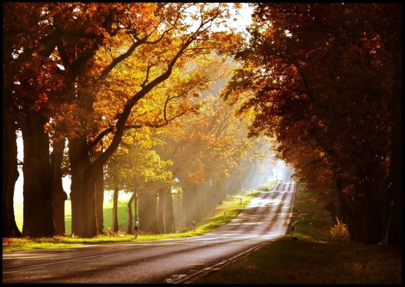Autumn road with golden trees
