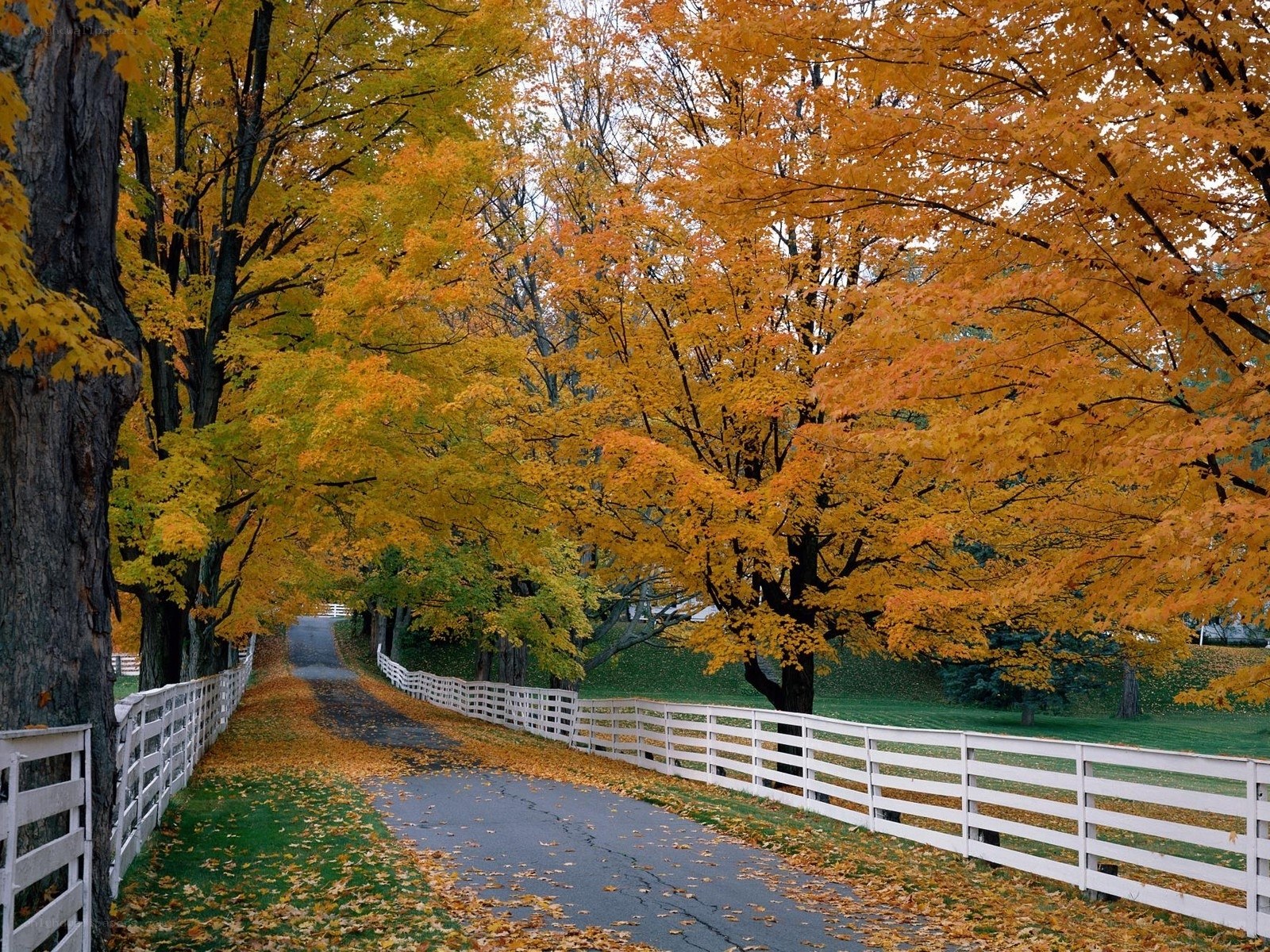 Autumn road with golden trees