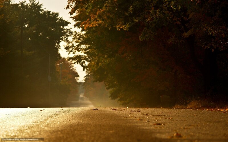 Autumn Road with Leaves — Brown