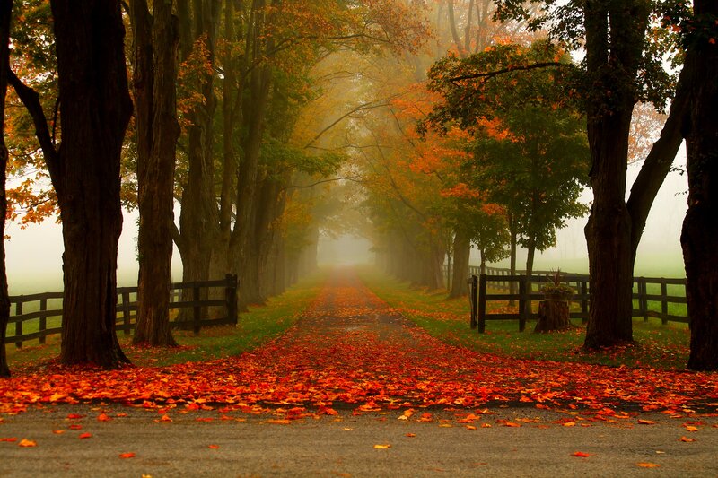Autumn Road with Leaves — Orange, Serene, Photograph, Trees, Fence