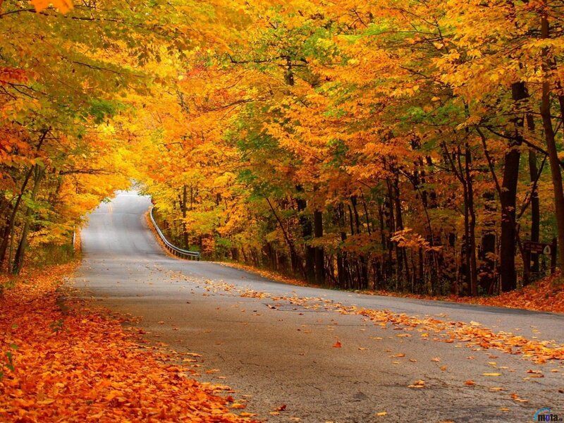 Autumn Road with Leaves — Orange, Serene