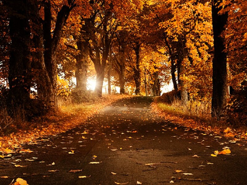 Autumn Road with Leaves — Orange