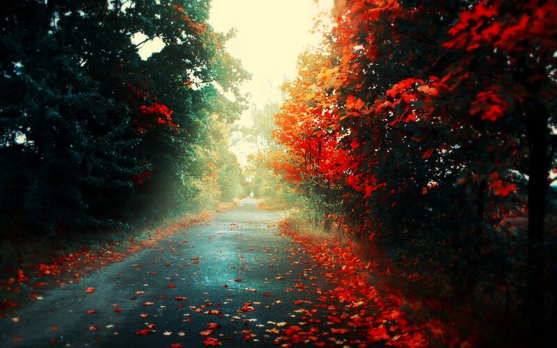 Autumn Road with Leaves — Red, Serene, Photograph, Trees, Path, Green, Black