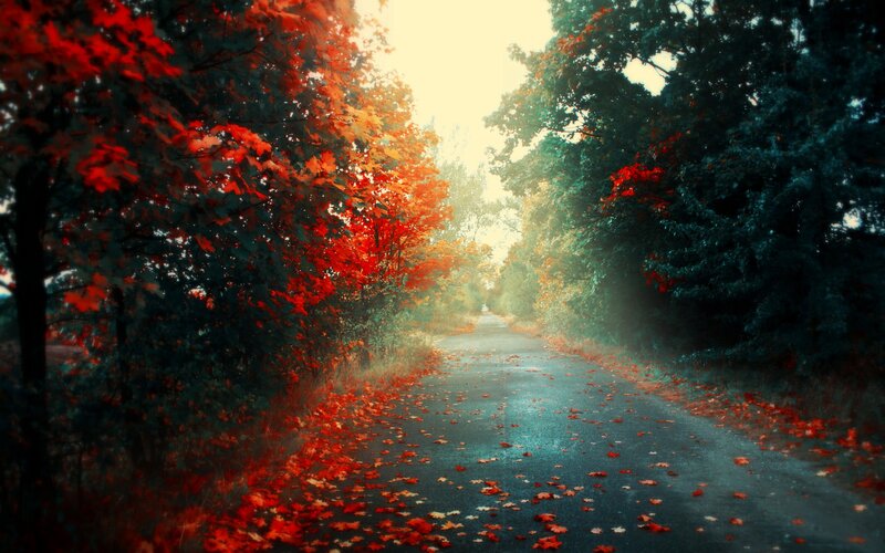 Autumn Road with Leaves — Red, Serene, Photograph, Trees, Path, Sunlight, Green