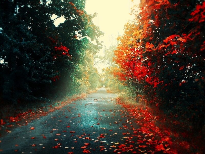 Autumn Road with Leaves — Red, Serene, Photograph, Trees, Path