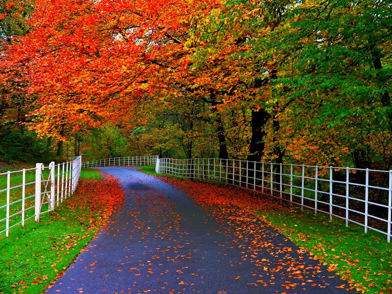 Autumn Road with Leaves — Red, Serene, Photograph, White Fence
