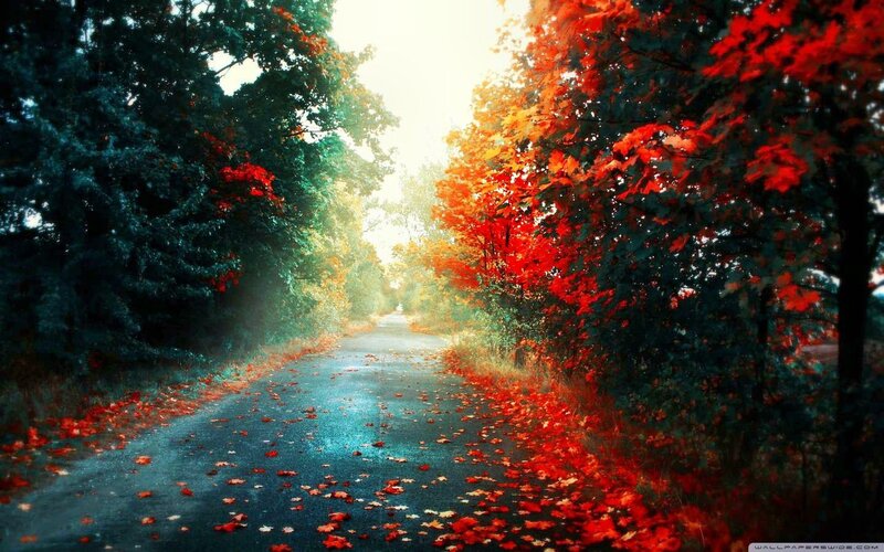 Autumn Road with Leaves — Red, Serene