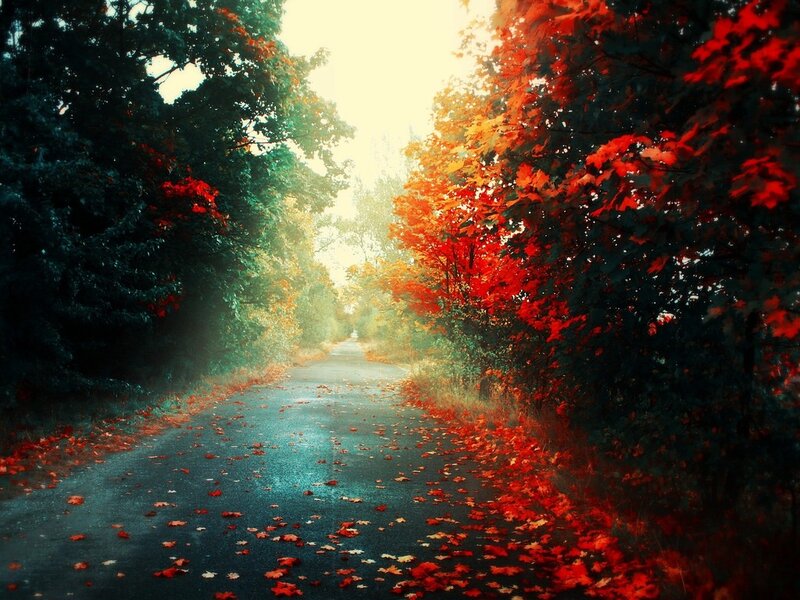 Autumn Road with Leaves — Red