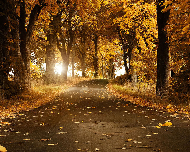 Autumn Road with Leaves