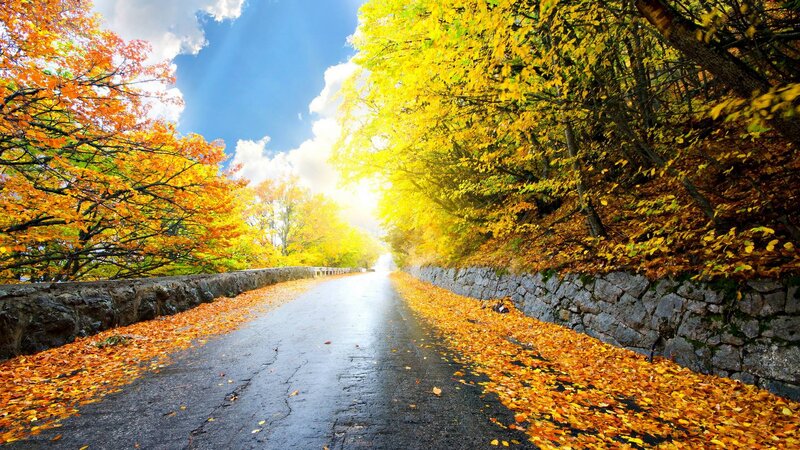 Autumn Road with Leaves — Yellow, Serene, Photograph, Trees, Stone Wall