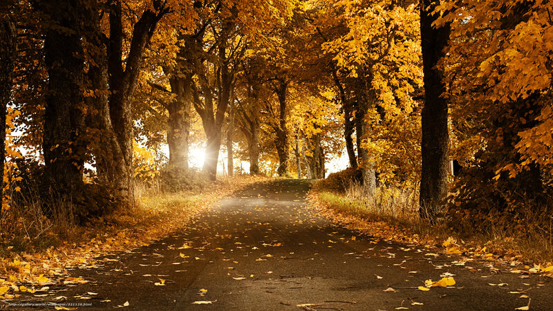 Autumn Road with Leaves — Yellow, Serene, Photograph, Trees, Sunlight, Fallen Leaves