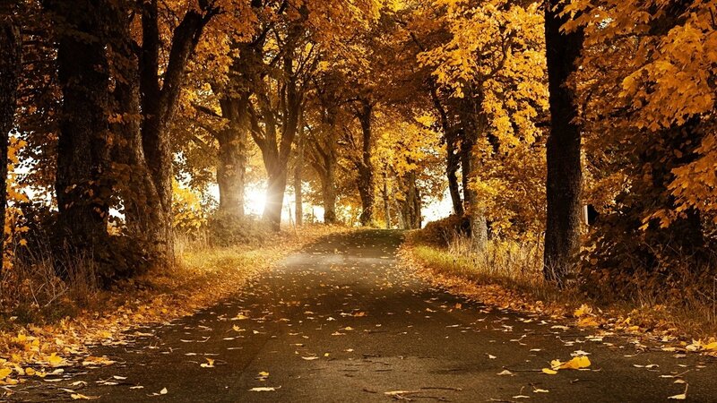 Autumn Road with Leaves — Yellow, Serene, Photograph, Trees, Sunlight