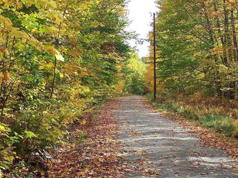 Autumn Road with Leaves — Yellow, Serene, Photograph, Trees