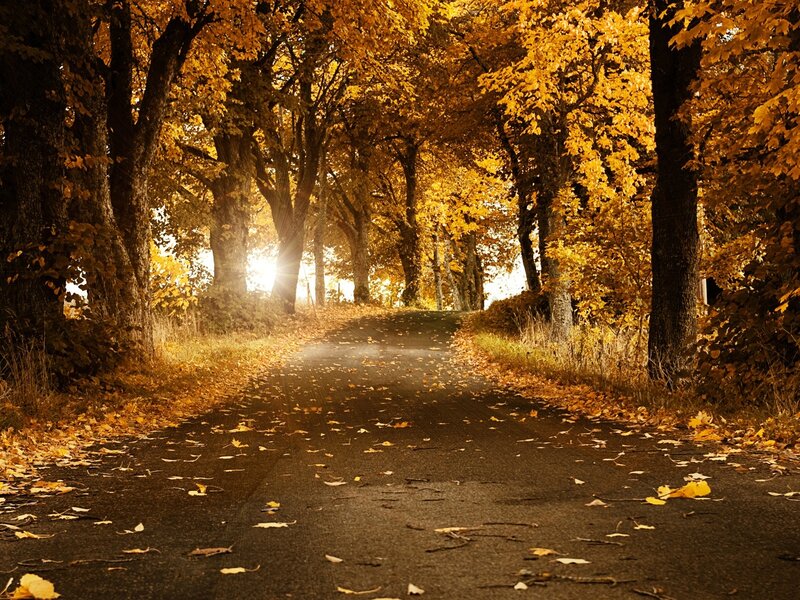 Autumn Road with Leaves — Yellow, Serene