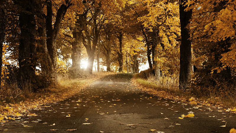 Autumn Road with Leaves — Yellow