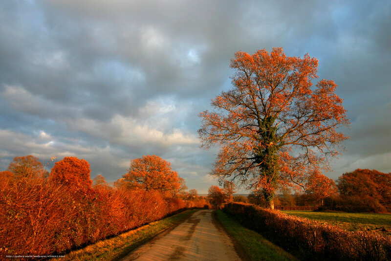 Autumn road with orange trees