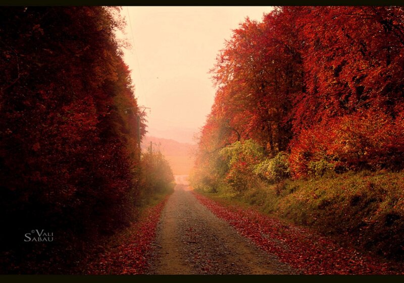 Autumn Road with Red Leaves