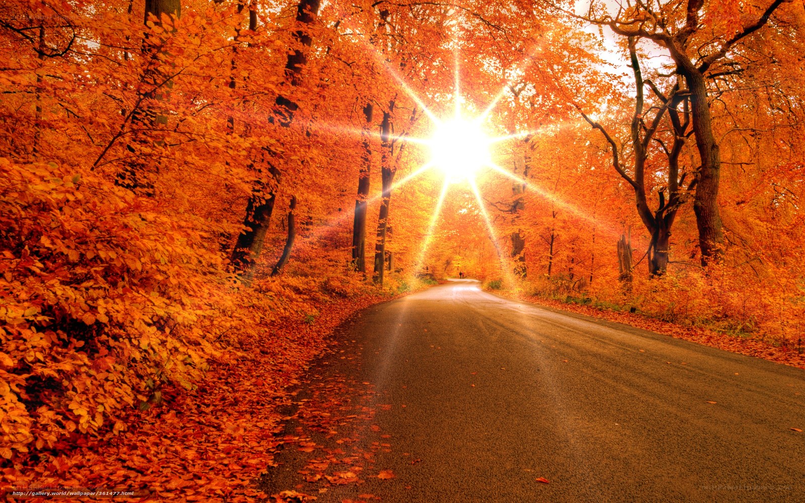Autumn road with sunburst