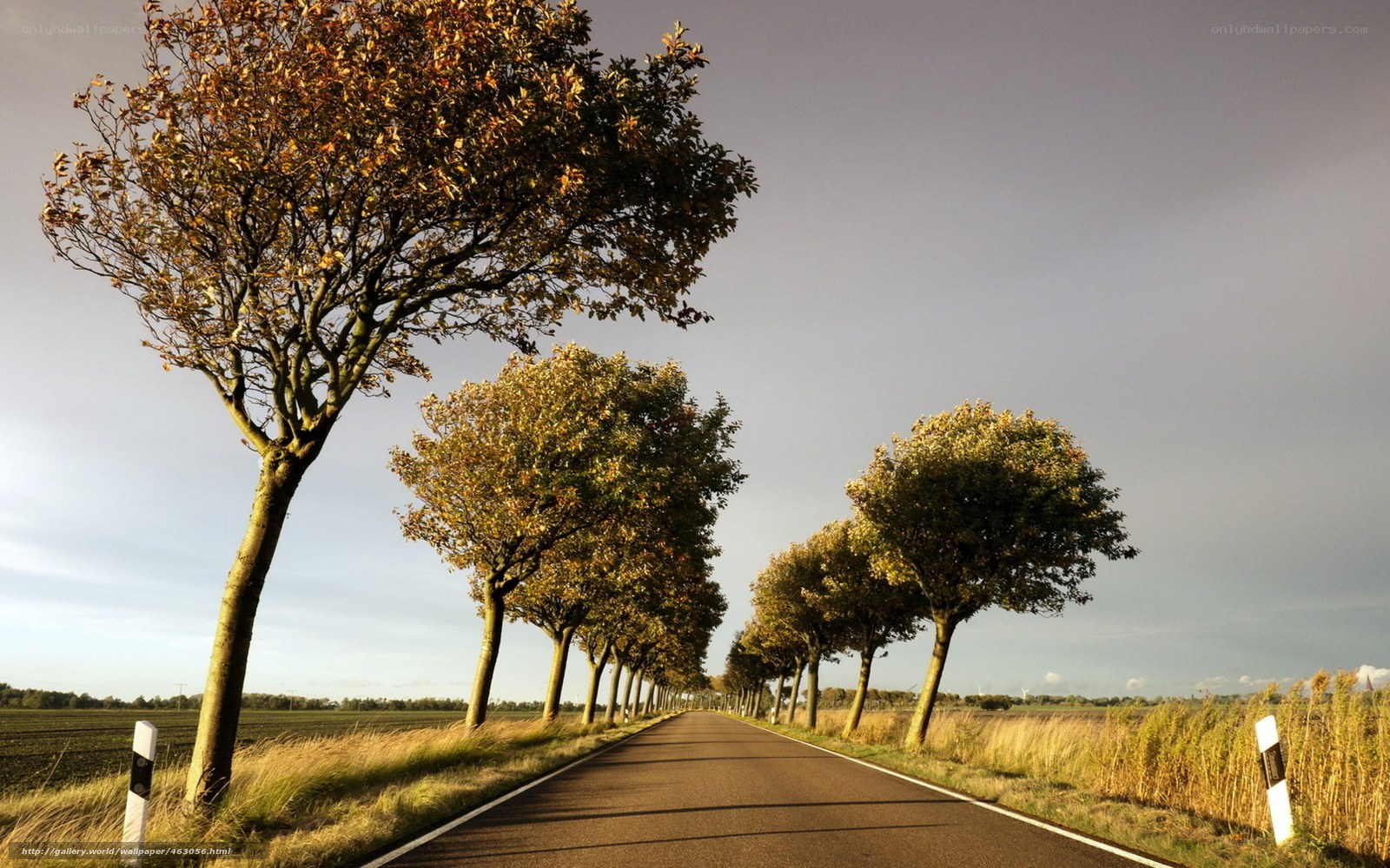 Autumn road with trees