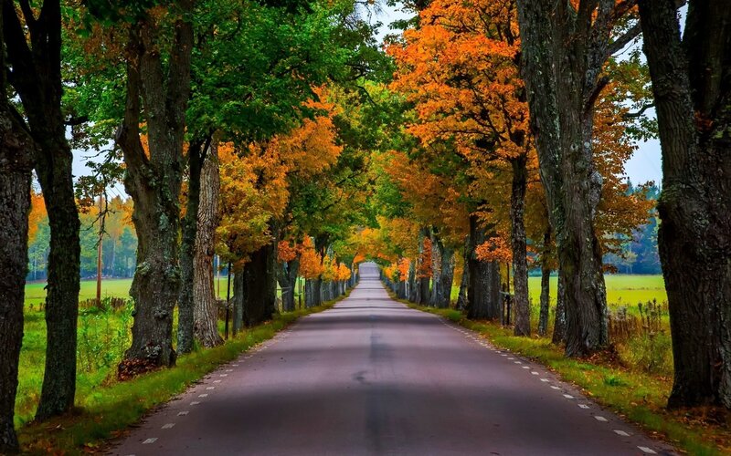 Autumn Road with Trees — Green, Serene, Photograph