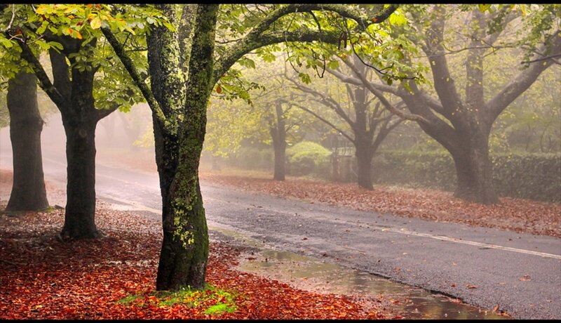 Autumn Road with Trees — Green