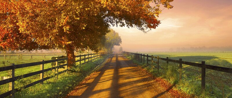Autumn Road with Trees — Orange, Serene, Morning, Photograph