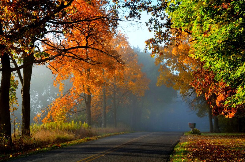 Autumn Road with Trees — Orange, Serene, Morning