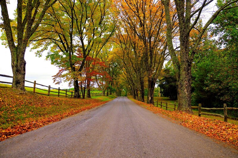 Autumn Road with Trees — Orange, Serene, Photograph, Fence, Leaves