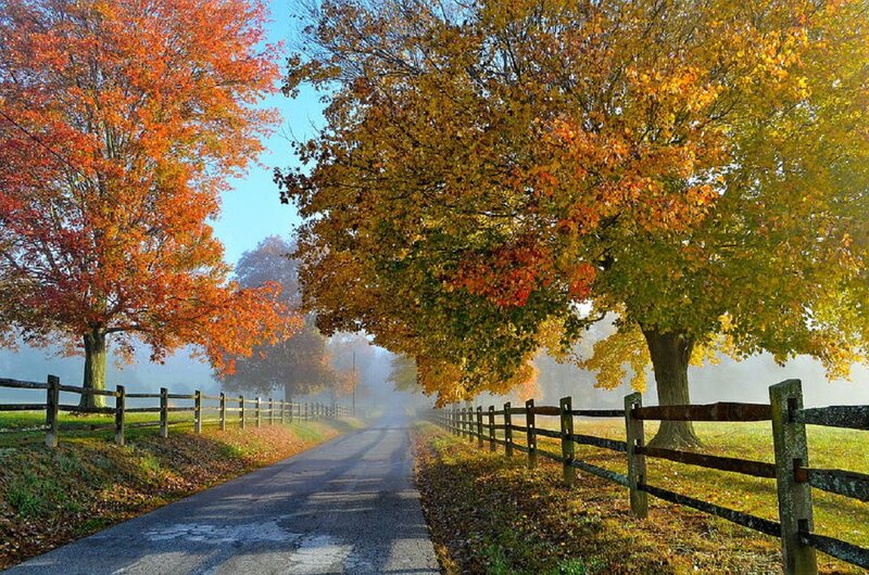 Autumn Road with Trees — Orange, Serene, Photograph, Fence, Mist