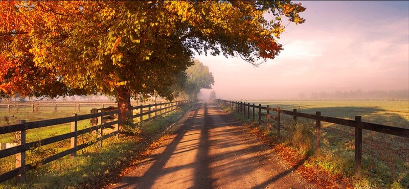 Autumn Road with Trees — Orange, Serene, Photograph, Fence