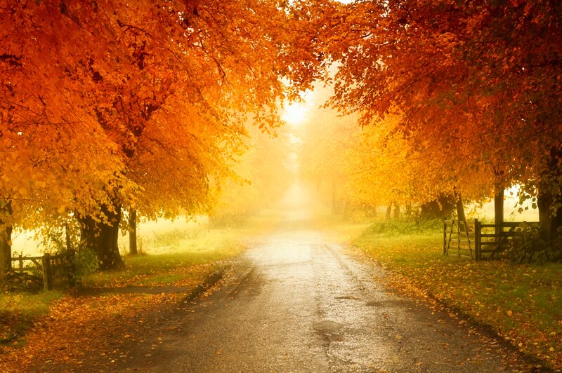 Autumn Road with Trees — Orange, Serene, Photograph, Fog, Gate