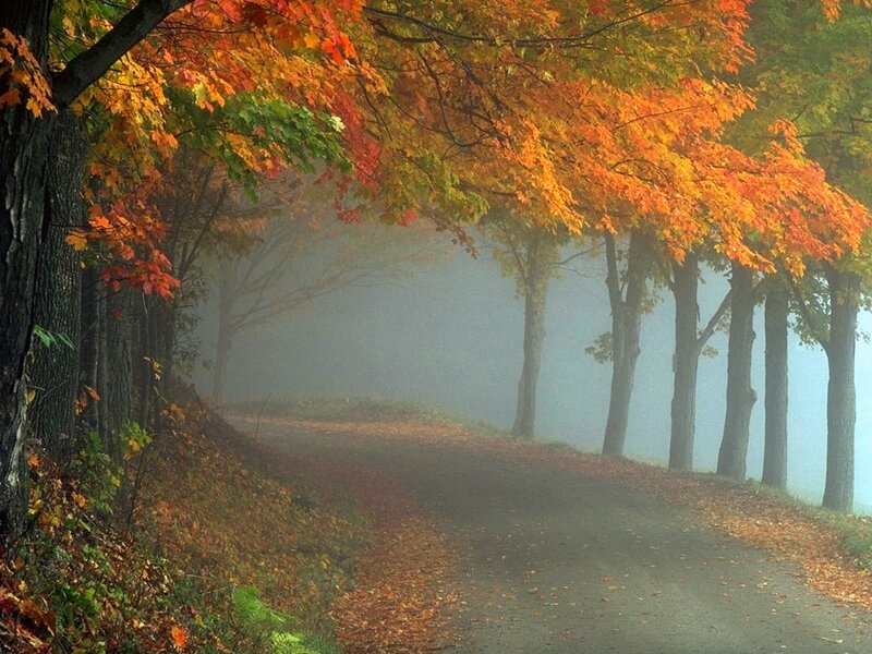 Autumn Road with Trees — Orange, Serene, Photograph, Fog, Leaves, Path