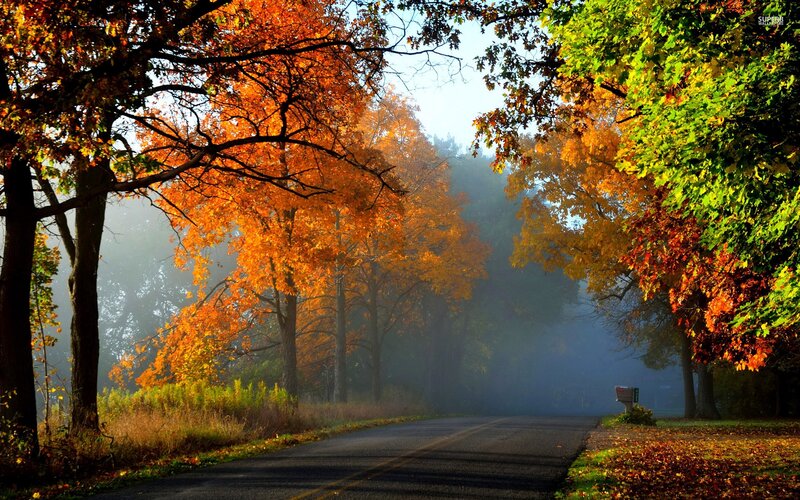 Autumn Road with Trees — Orange, Serene, Photograph, Fog, Mailbox