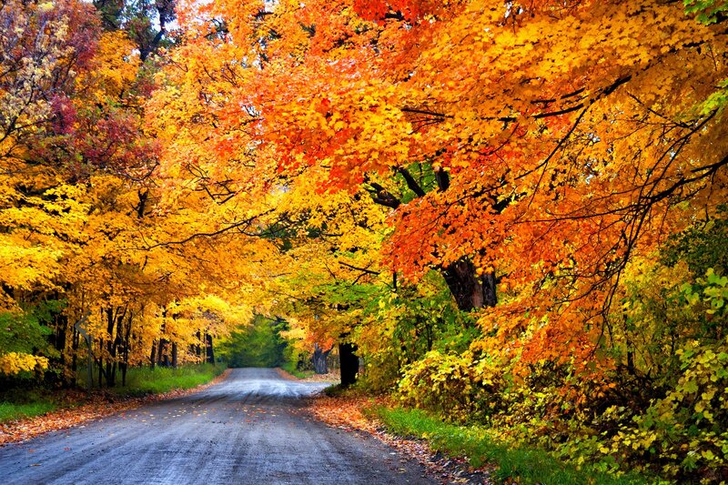 Autumn Road with Trees — Orange, Serene, Photograph, Leaves, Forest