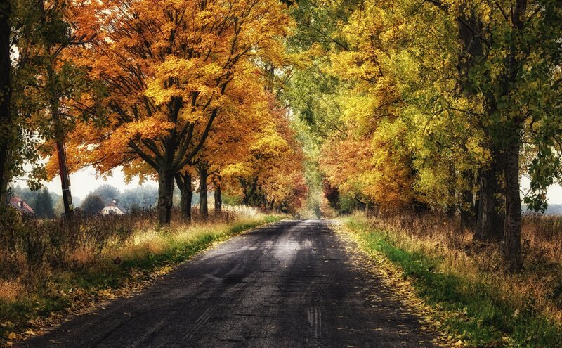 Autumn Road with Trees — Orange, Serene, Photograph, Leaves, House